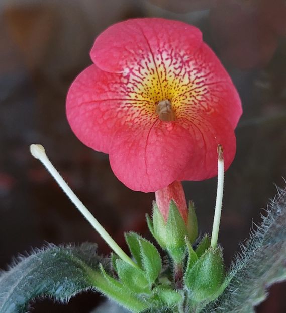 AQUARIUS - AQUARIUS - XA