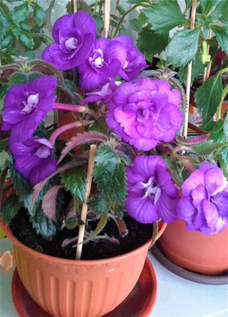 20210918_173302-1 - 000012 ACHIMENES