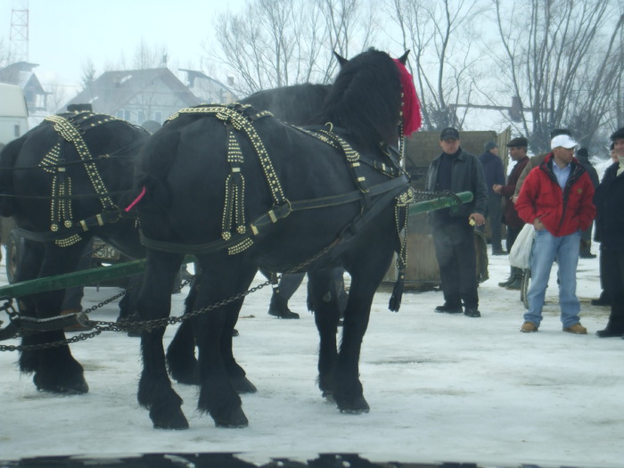 cai la piata-feb.2010 014 - my horses