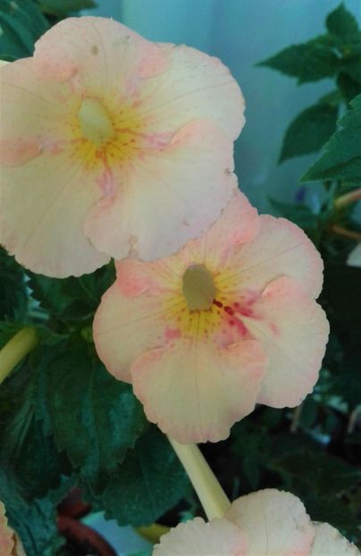 - 000012 ACHIMENES