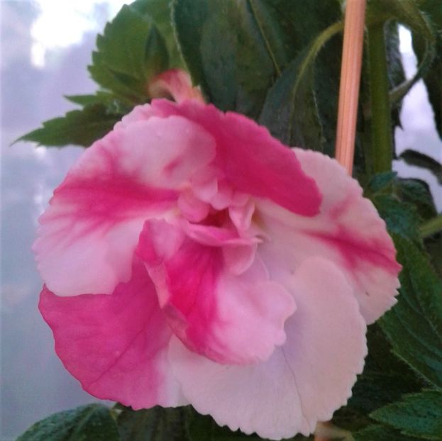  - 000012 ACHIMENES