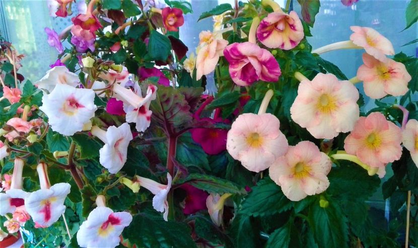 20210917_083433-o - 000012 ACHIMENES