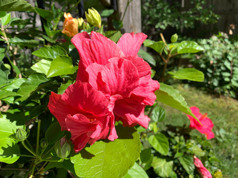  - Jurnalul gradinii 2021