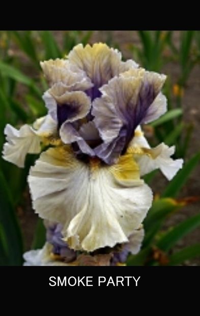  - Iriși achiziții 2021