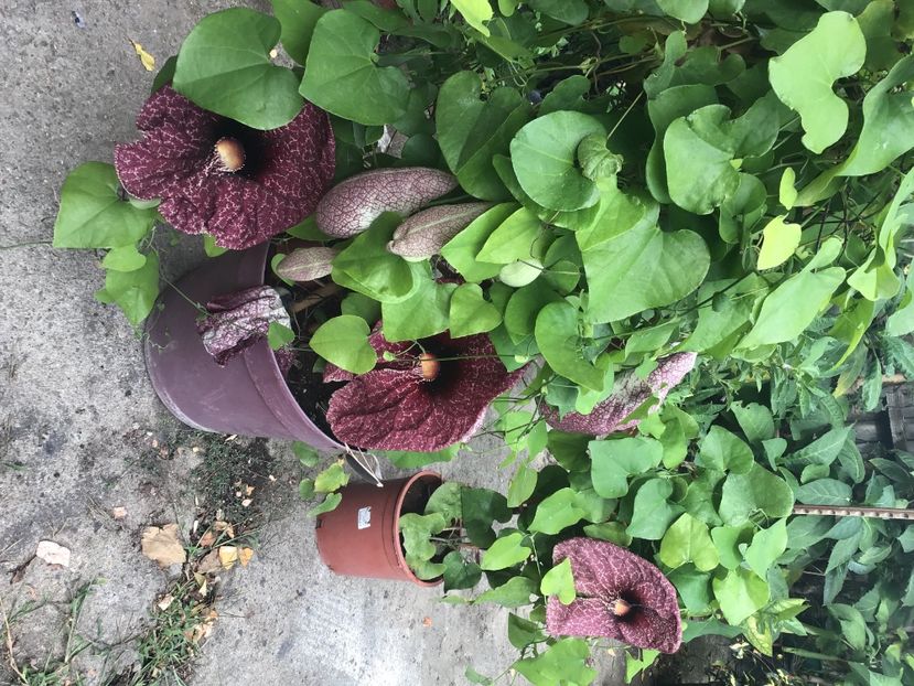 3B353C0C-450D-4258-9D8D-D017F8DFE4C3 - Aristolochia Grandiflora