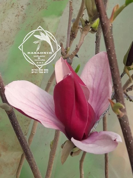magnolia Susan1 - MAGNOLIA SUSAN