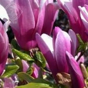 magnolia susan - MAGNOLIA SUSAN