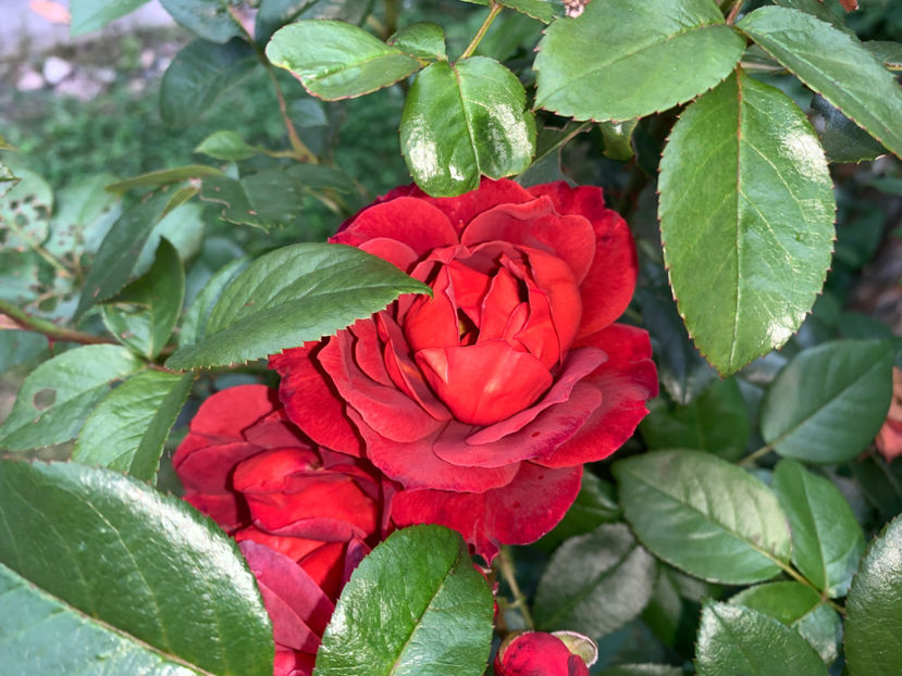  - Jurnalul gradinii 2021