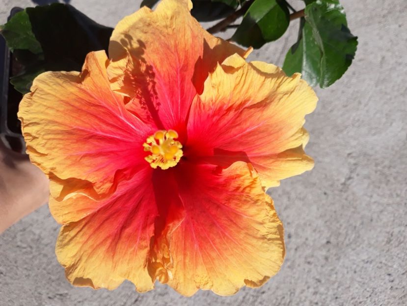  - Hibi no id galben cu rosu