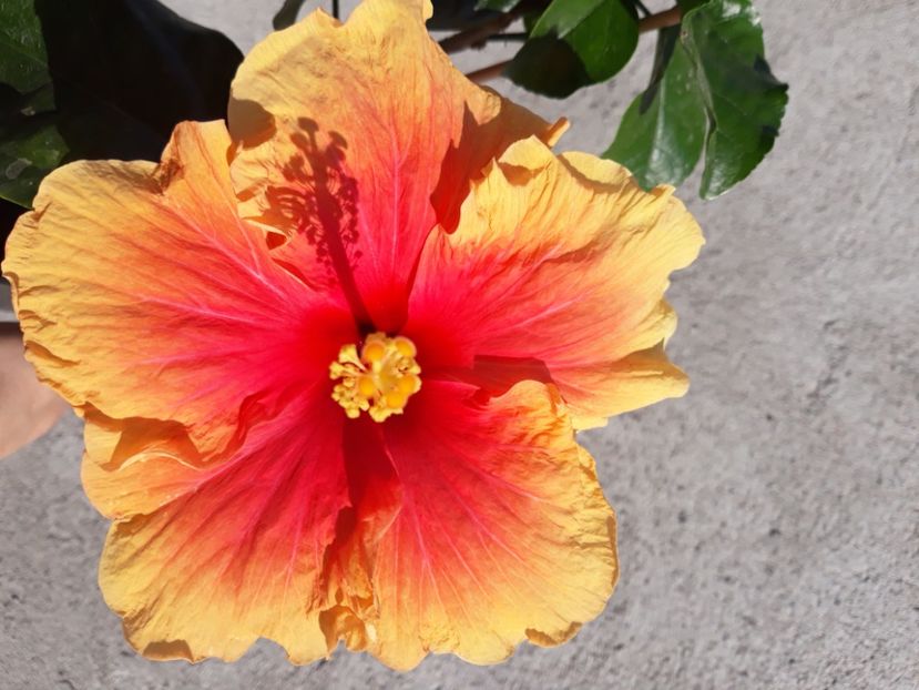  - Hibi no id galben cu rosu