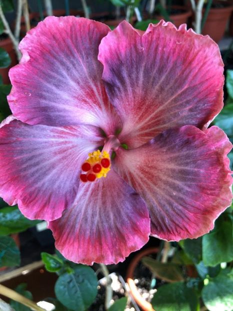 Xiahe Summer Lotus -40 lei - lastari rezervati A