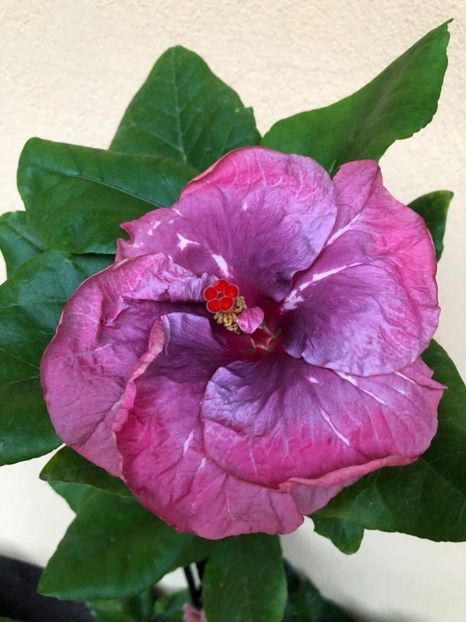 Crstinas Wedding - 35 lei - lastari rezervati A