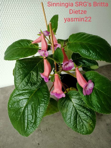  - Sinningia SRGs Britta Dietze