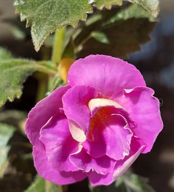  - PURPLE MYSTERY