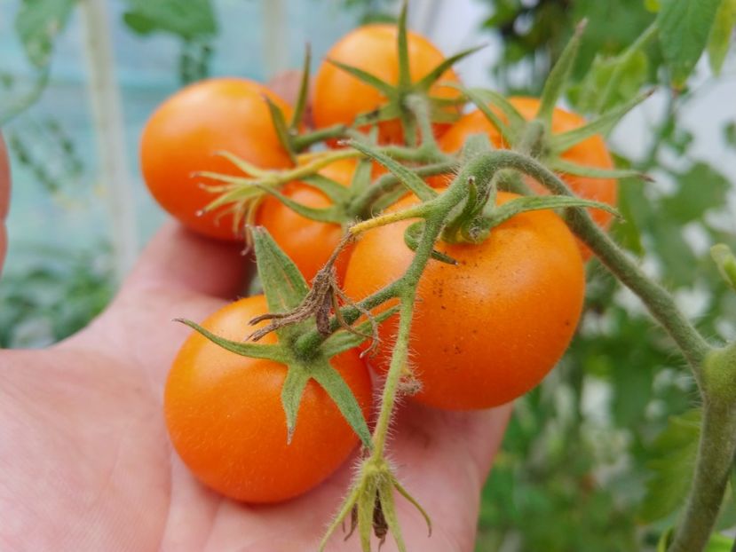 ZLATAVA (1) - ZLATAVA