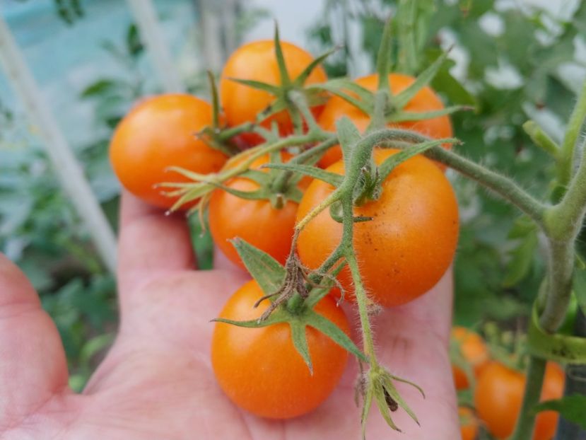 ZLATAVA (7) - ZLATAVA