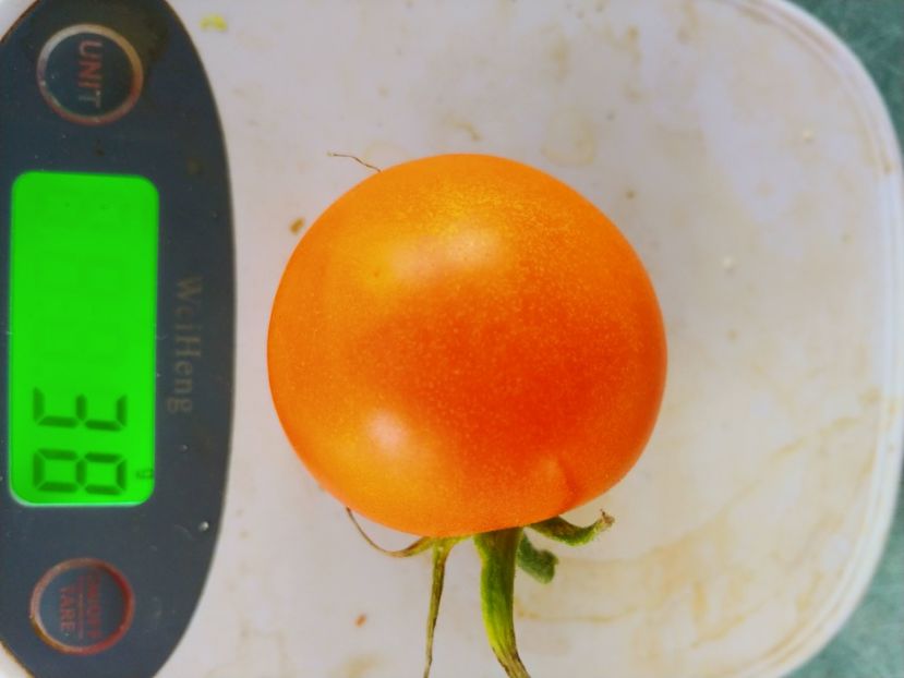 ZLATAVA (11) - ZLATAVA