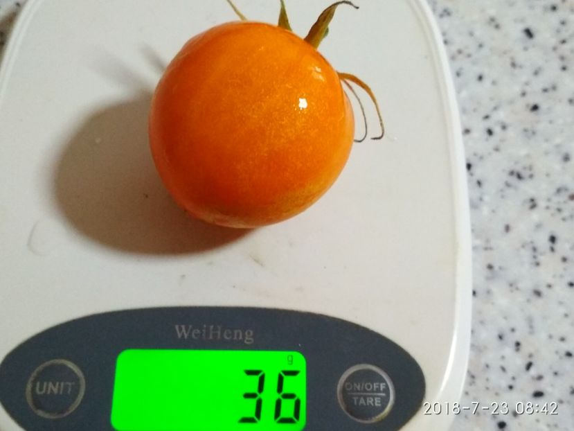 ZLATAVA (13) - ZLATAVA