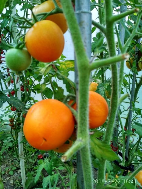 ZLATAVA (18) - ZLATAVA