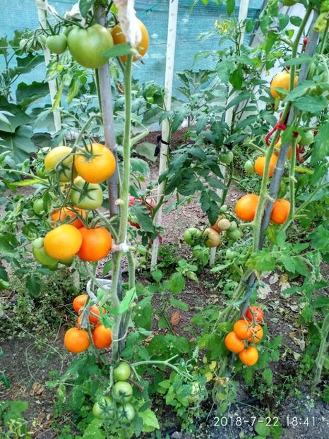 ZLATAVA (20) - ZLATAVA