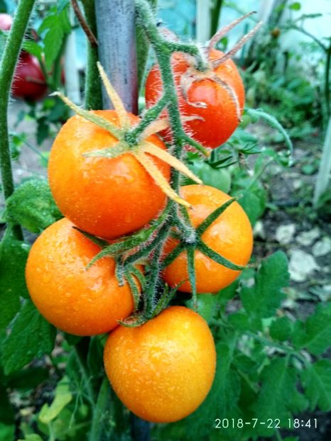 ZLATAVA (22) - ZLATAVA