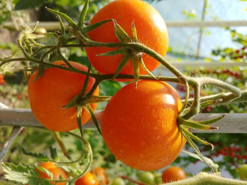 ZLATAVA 05.08 (1) - ZLATAVA