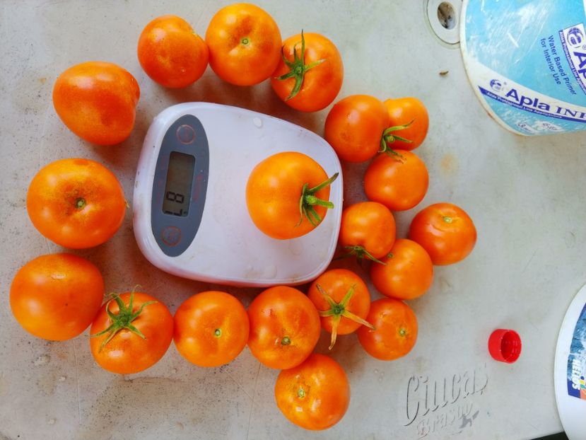 ZLATAVA 05.08 (14) - ZLATAVA