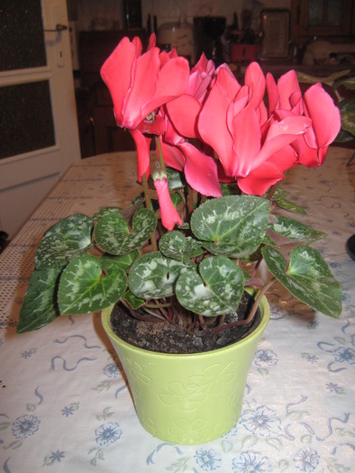 cyclamen rosu - Florile mele