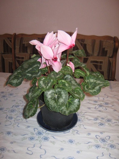 cyclamen roz deschis - Florile mele