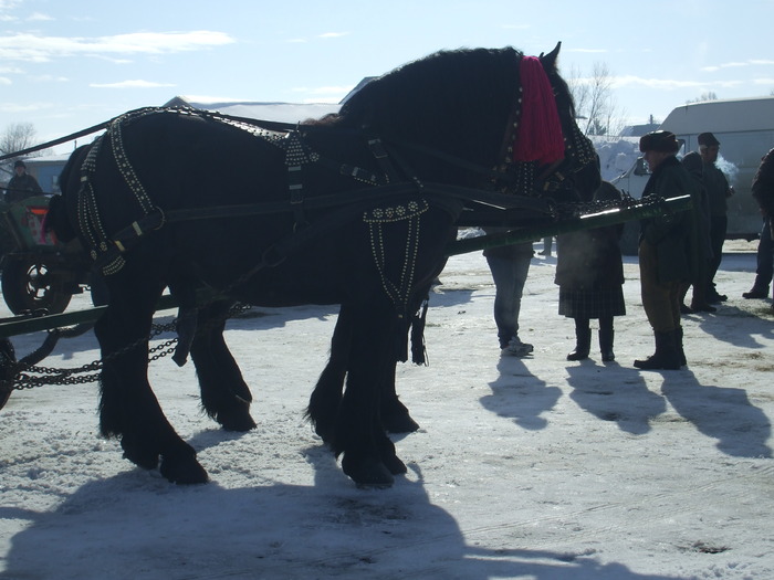 cai la piata-feb.2010 020 - my horses