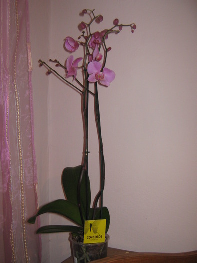 orchidea - Florile mele