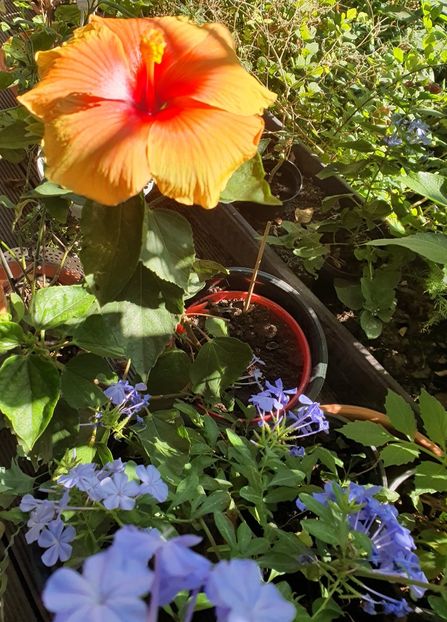  - Hibiscus