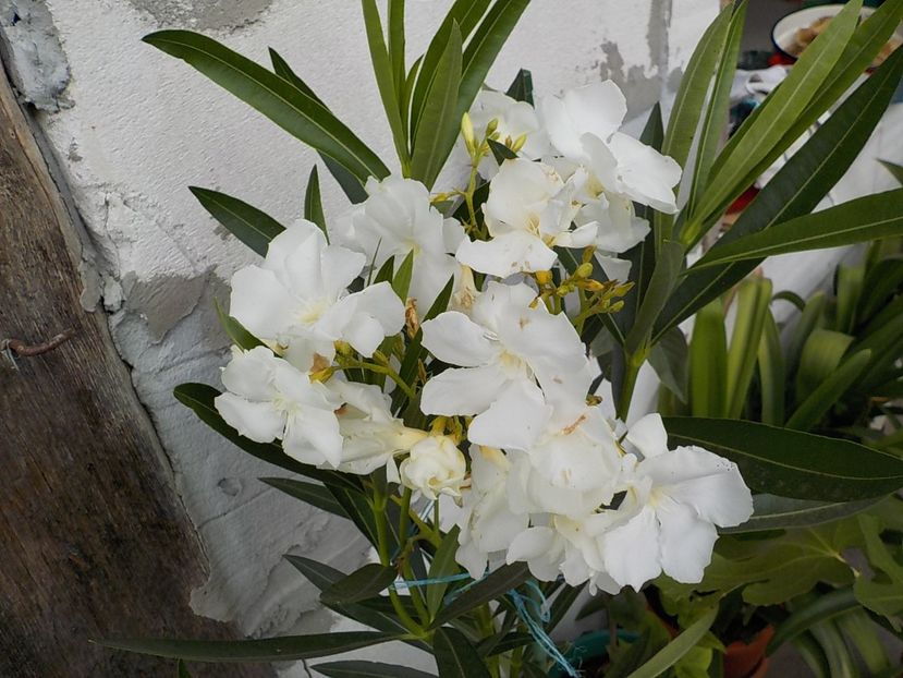  - mont blanc leandru nr 22