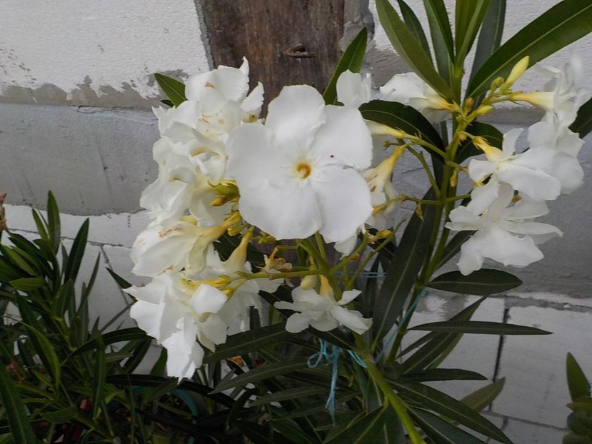  - mont blanc leandru nr 22