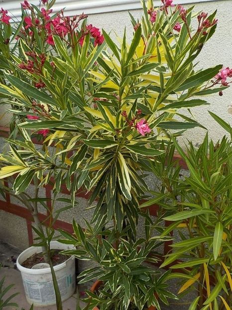  - variegat nr 24
