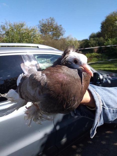 Vândut lui Ormenișan Vasile - Porumbei VÂNDUȚI