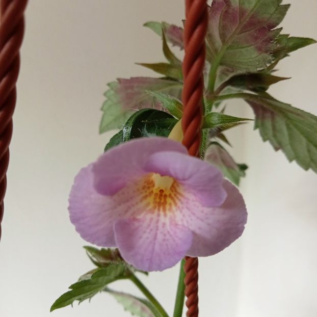 2021 - Raluca Saliba