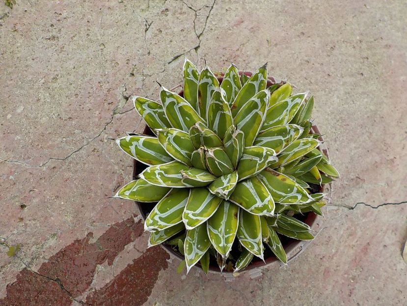  - agava victoriae reginae