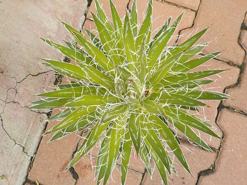  - Genul Agave