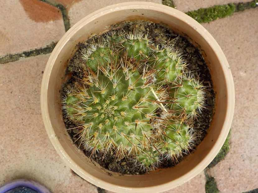  - rebutia sunris
