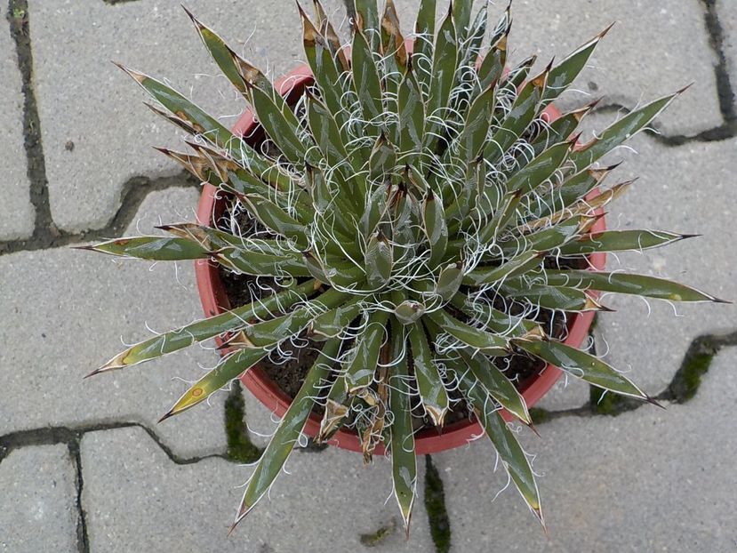  - Genul Agave