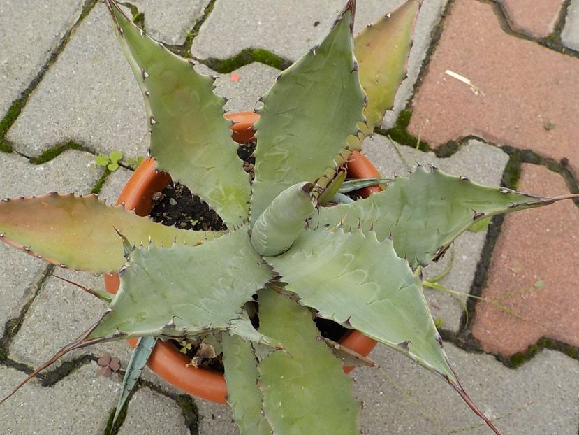  - Genul Agave