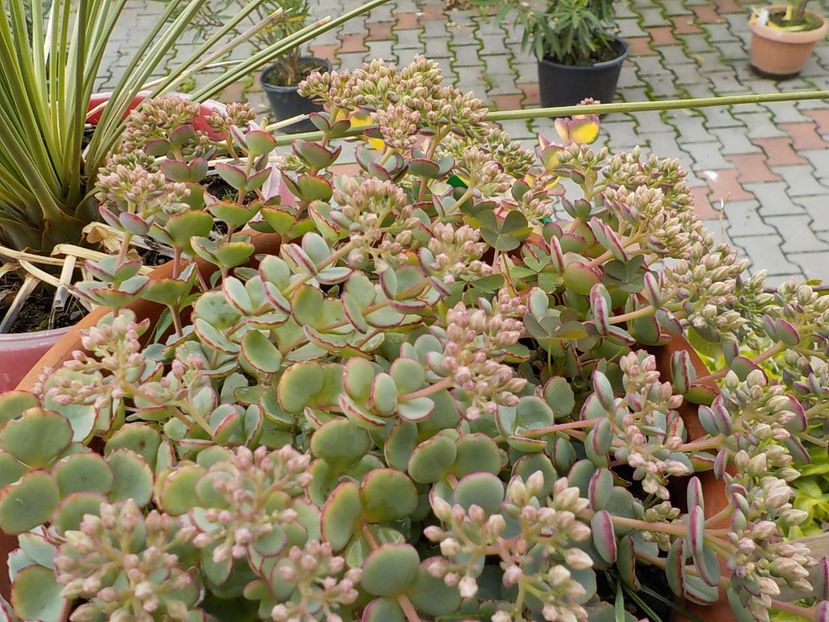  - sedum sieboldii