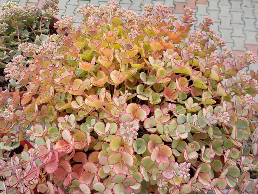  - sedum sieboldii
