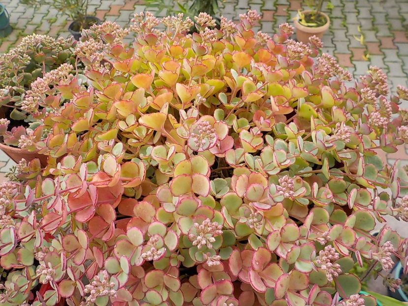  - sedum sieboldii