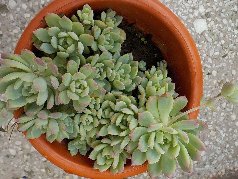  - echeveria prolifera 2019