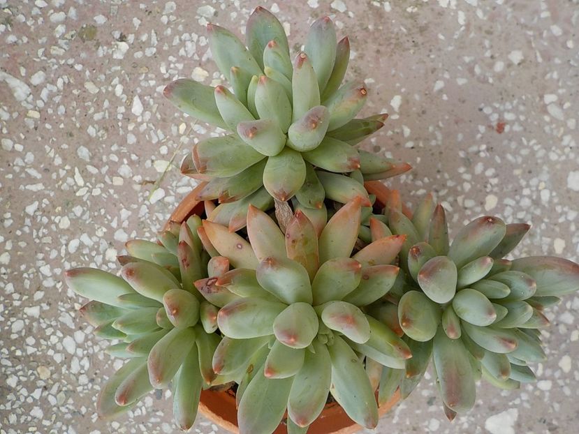  - echeveria tolimanensis 2019