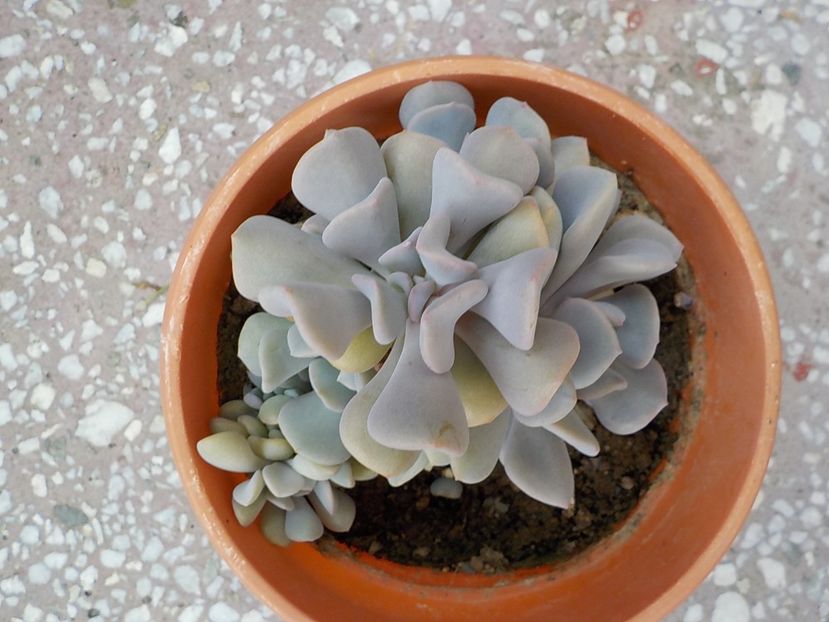  - echeveria cubic frost