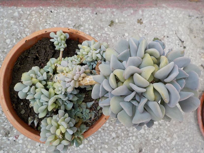  - echeveria cubic frost