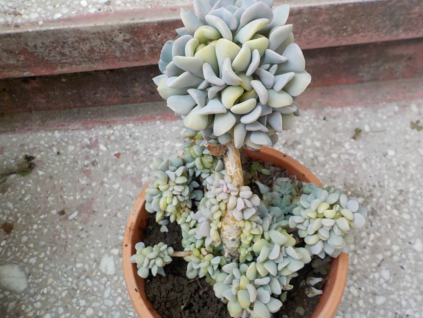  - echeveria cubic frost